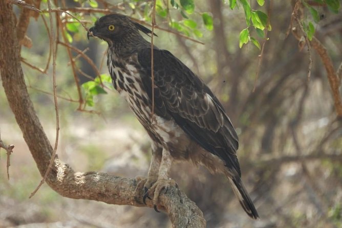 Yala National Park Private Safari - Practical details that affect the day
