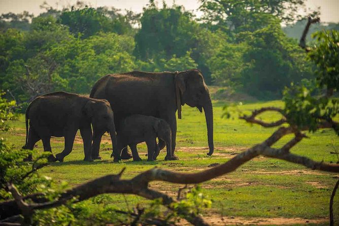 Yala National Park Private Safari trip from Galle/Unawatuna/Mirissa - Why Yala Is Worth the Long Ride from Galle