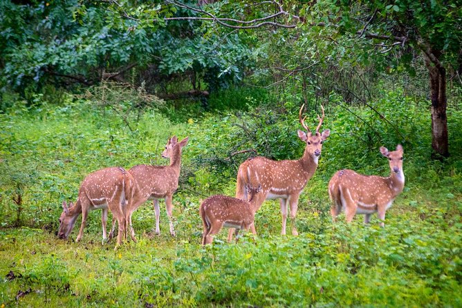 Yala National Park Private Safari trip from Galle/Unawatuna/Mirissa - The 3 a.m. Pickup and Road to Yala
