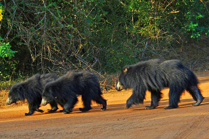 Yala National Park Private Safari trip from Galle/Unawatuna/Mirissa - Leopards, Elephants, Birds, and the Luck Factor