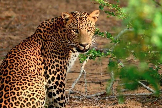 Yala National Park Private Safari trip from Galle/Unawatuna/Mirissa - Booking, Cancellation, and Simple Preparation Tips