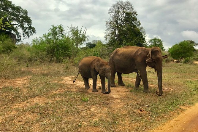 Yala National Park Private Safari trip from Galle/Unawatuna/Mirissa - Changing from the Car to the Safari Jeep