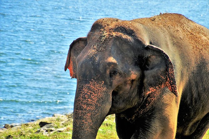 Yala National Park Private Safari - Choosing between the 5:30 am and 2:30 pm departures