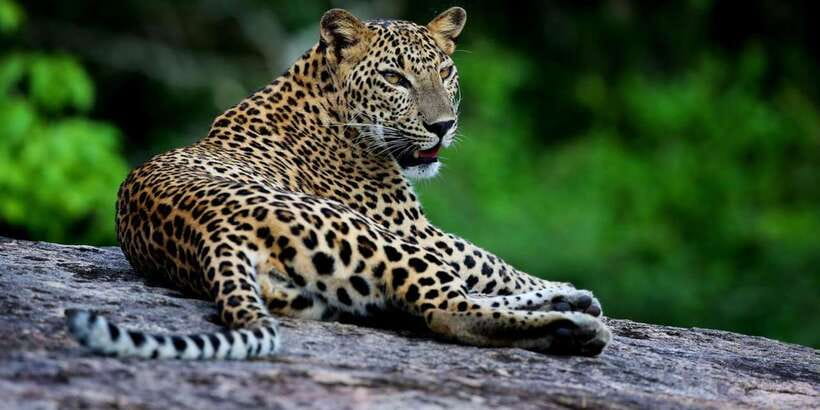 Yala National Park: Safari Experience at Dawn or Dusk - Dawn, afternoon, or sunset?