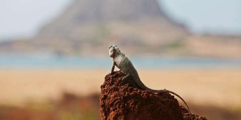 Yala National Park: Safari Experience at Dawn or Dusk - The guide can shape the whole day