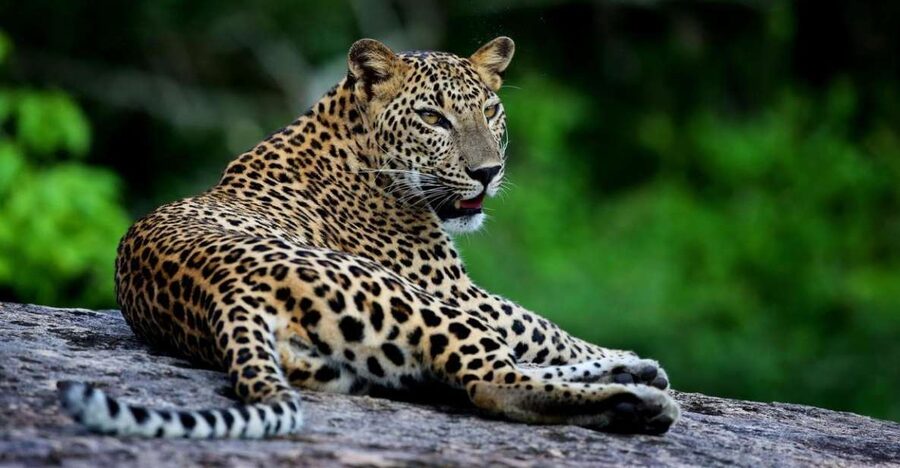 Yala National Park: Safari Experience at Dawn or Dusk - The real cost of this Yala safari