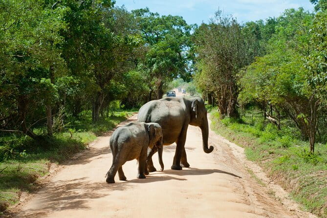 Yala National Park Safari from Hambantota port (Shore Excursion) - What the driver-guide adds