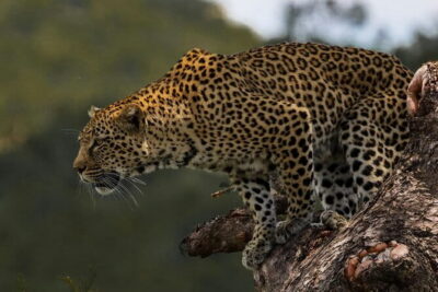 Yala National Park Safari |From Hambantota Port (Shore Excursion)