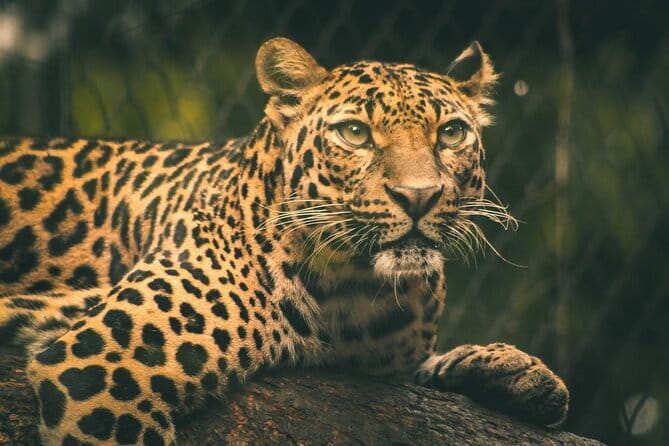 Yala National Park Safari from Hambantota port (Shore Excursion) - The real price: $45 plus a $40 park ticket