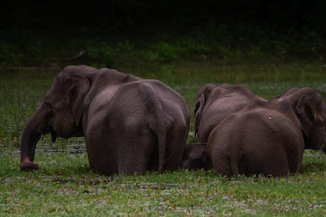 Yala National Park Safari from Hambantota port (Shore Excursion) - Wildlife expectations: elephants first, leopard if lucky