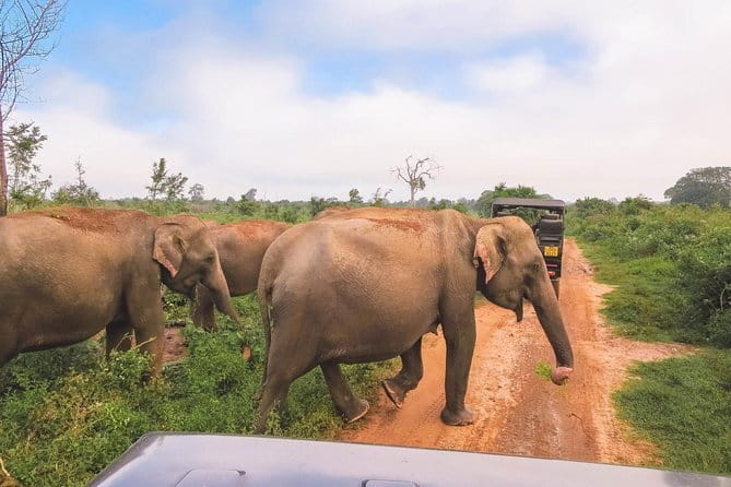 Yala National Park Safari from Hambantota port (Shore Excursion) - Cancellation and booking checks