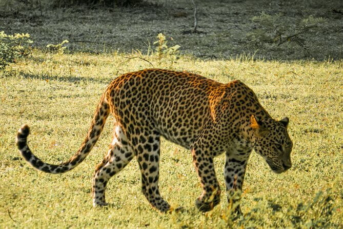 Yala National Park Safari from Hambantota Seaport - Key points to know before booking