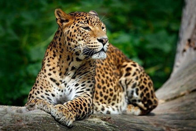 Yala National Park Safari from Hambantota Seaport - Three hours inside Yala National Park