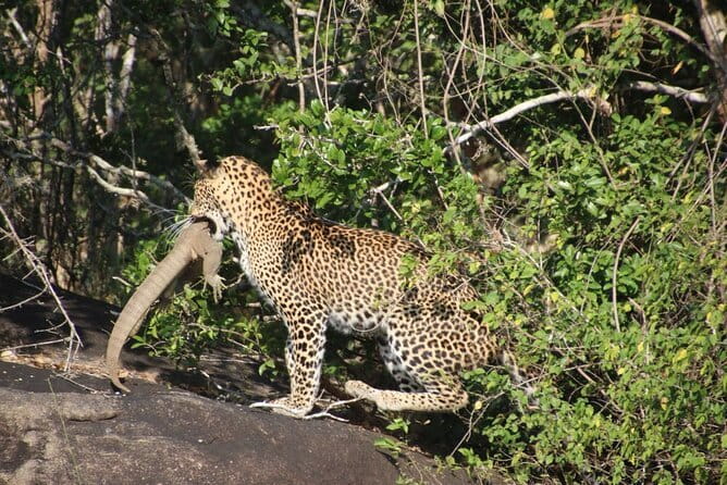 Yala National Park Safari from Hambantota Seaport - The driver, tracker, and private jeep setup