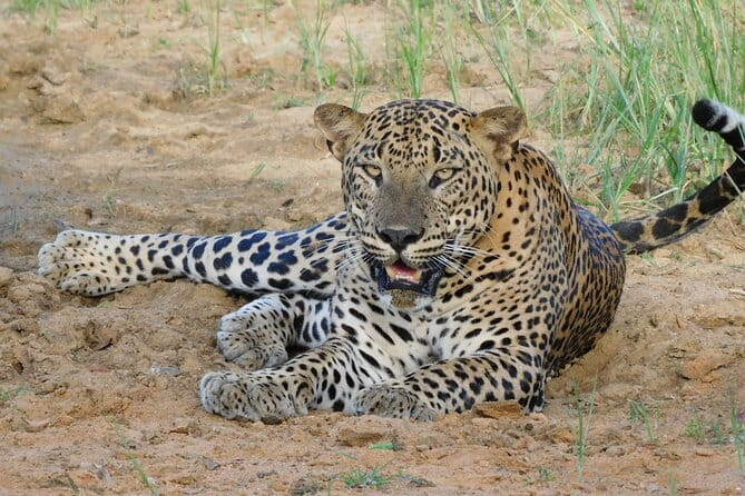 Yala National Park Safari from Hambantota Seaport - Is $80 good value for a port-day safari?