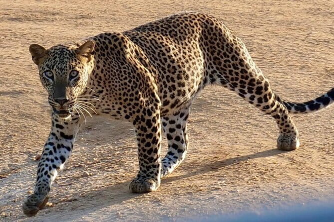 Yala National Park Safari from Hambantota Seaport - Who will enjoy this short Yala safari