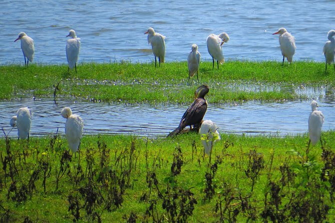 Yala National Park Safari from Hambantota Seaport - Timing matters more than the brochure suggests