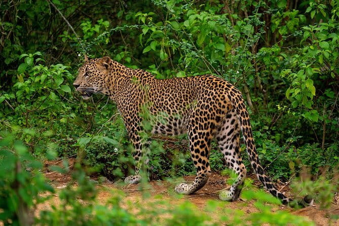 Yala National Park Safari from Hambantota Seaport - What to bring and what to confirm