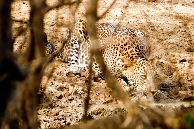 Yala National Park Safari from Hambantota Seaport - What you might see in Yala