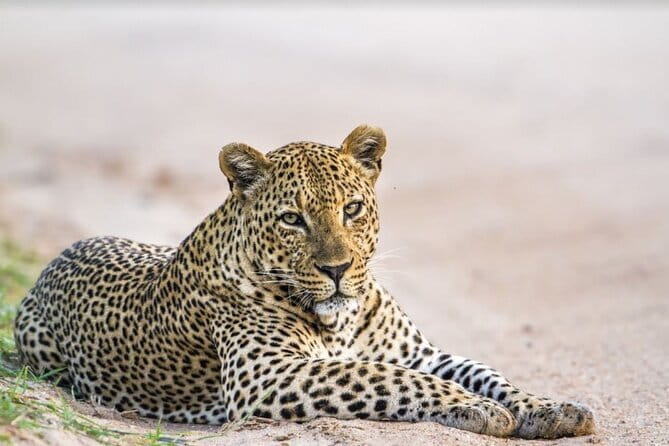 Yala National Park Safari - Half day and Full day - A Private Jeep Into Yala’s Wild Country