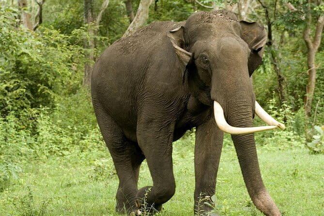 Yala National Park Safari - Half day and Full day - What the Five-Hour Safari Really Gives You