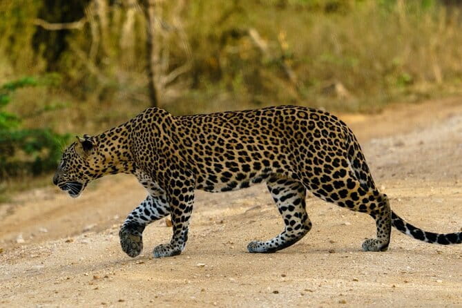 Yala National Park Safari - Half day and Full day - Half-Day or Full-Day?