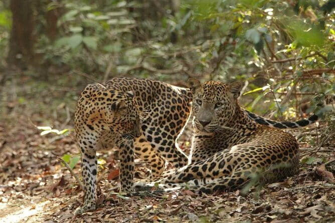 Yala National Park Safari - Half day and Full day - Who Should Book This Safari?