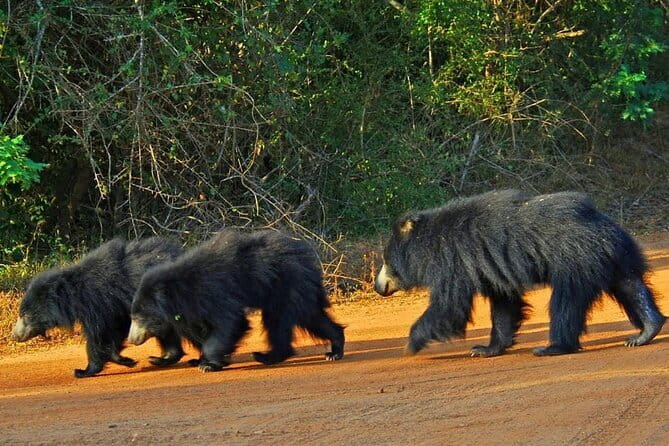 Yala National Park Safari - Half day and Full day - Inside Yala: Leopards, Elephants, and Crocodiles