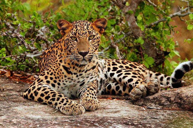 Yala National Park Safari - Private Tour - Key points to know before booking