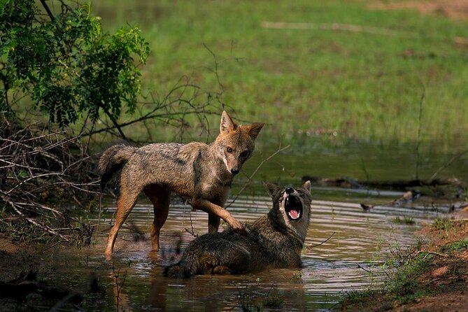 Yala National Park Safari - Private Tour - The animals you may see in Yala