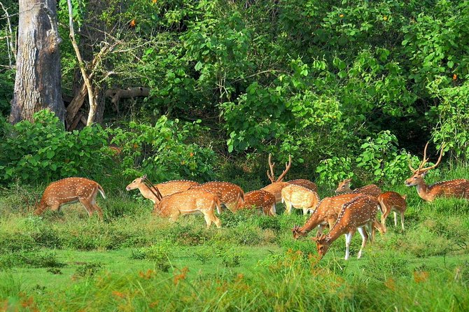Yala National Park Safari - Private Tour - What the guide support adds