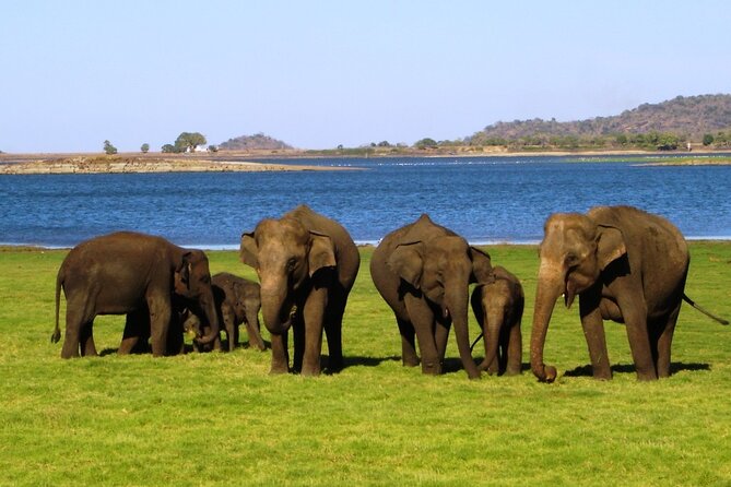 Yala National Park Safari - Private Tour - What the $108 price includes