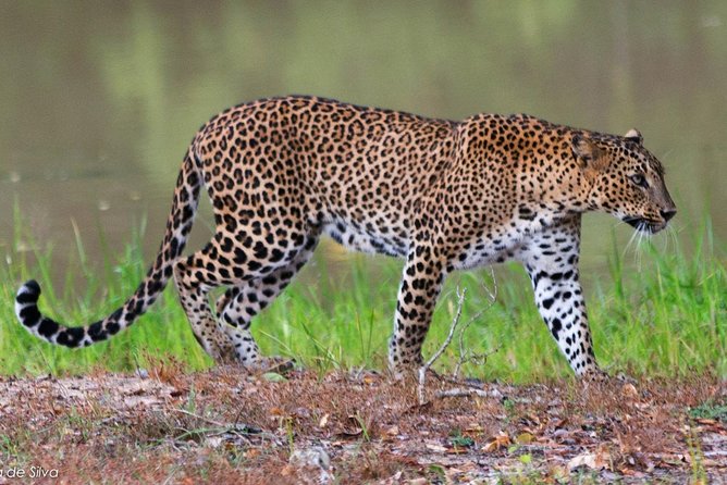 Yala National Park Safari - Private Tour - Who will enjoy this safari most