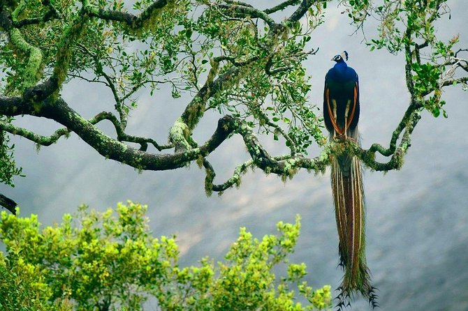 Yala National Park Safari - Private Tour - Weather, timing, and practical planning