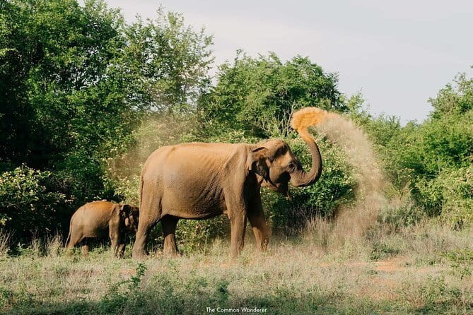 Yala National Park Safari : Special Guided Tour - Hotel Pickup Makes the Morning Easier