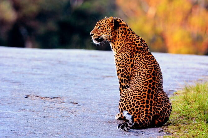 Yala National Park Safari : Special Guided Tour - Weather, Cancellations, and the Risk of a Lost Morning