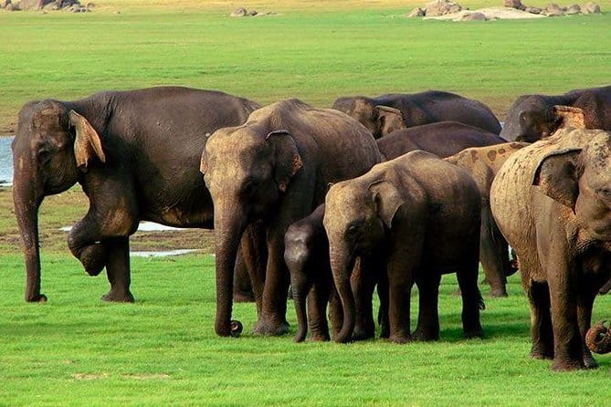 Yala National Park Safari : Special Guided Tour - How the Service Measures Up