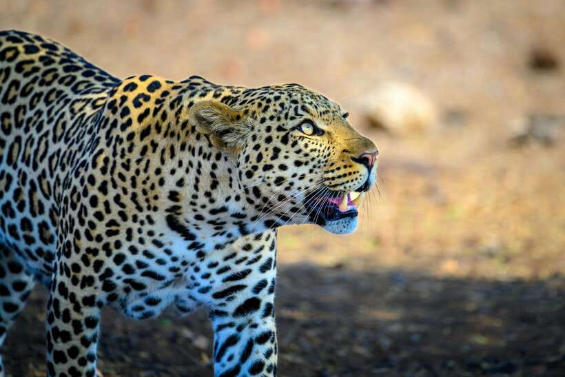 Yala National Park Safari Tour From Hambantota port - Hambantota pickup and the long road to Yala