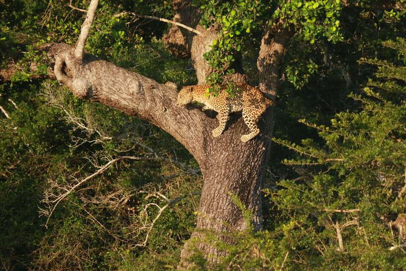 Yala National Park Safari Tour from Hambantota Port - Booking Details Worth Confirming