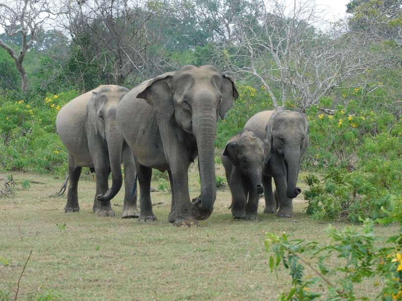Yala National Park Safari Tour From Hambantota Port - Leaving Hambantota Port without confusion