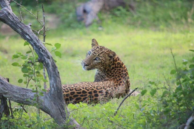 Yala National Park Safari Tour From Hambantota Port - Inside Yala National Park