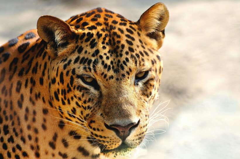 Yala National Park Safari Tour From Hambantota Port - What the guide and vehicle add