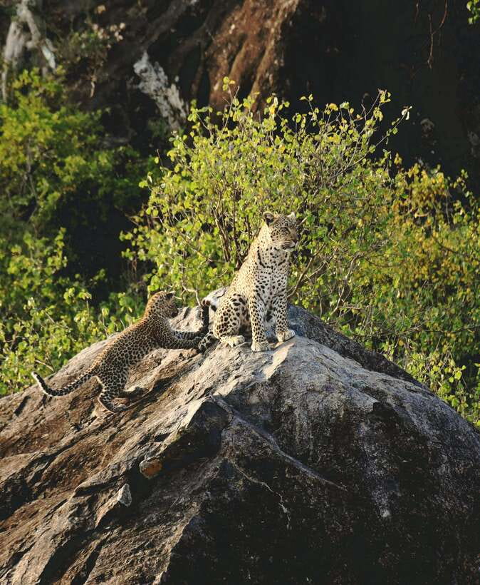 Yala National Park Safari Tour From Hambantota Port - Who will enjoy this safari most