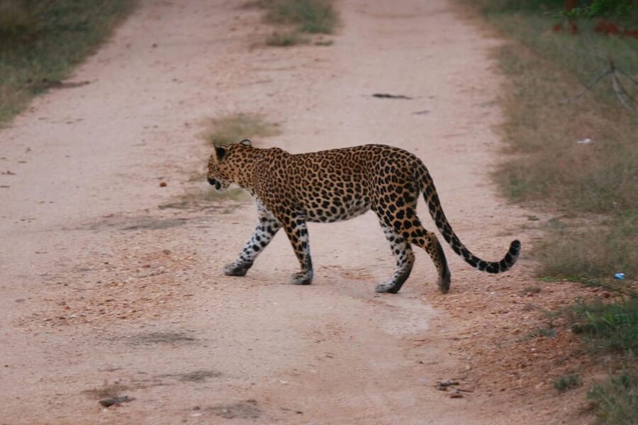 Yala National Park Safari Tour from Hambantota Port - Who Will Get the Most From This Safari