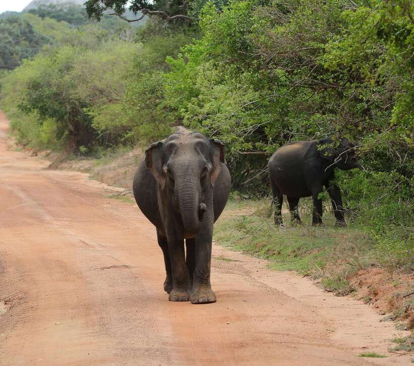 Yala National Park Safari Tour From Hambantota port - What the five-hour Yala visit includes