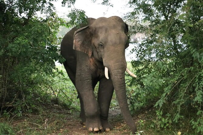 Yala National Park Safari Tours from Hambantota Port - Leaving Hambantota Port for the park