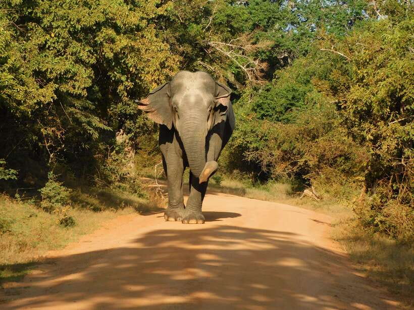 Yala National Park Safari Tours - Half Day & Full Day - Key points to know before booking