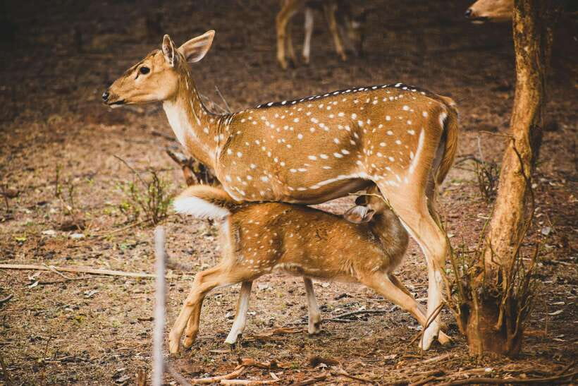 Yala National Park Safari Tours : Half Day & Full Day - Is $25 good value?