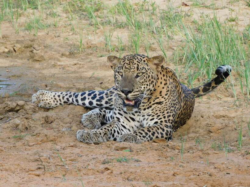 Yala National Park Safari Tours - Half Day & Full Day - What the Yala safari day is really like