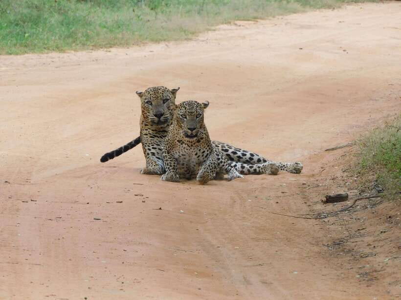 Yala National Park Safari Tours - Half Day & Full Day - Price, park fees, and overall value